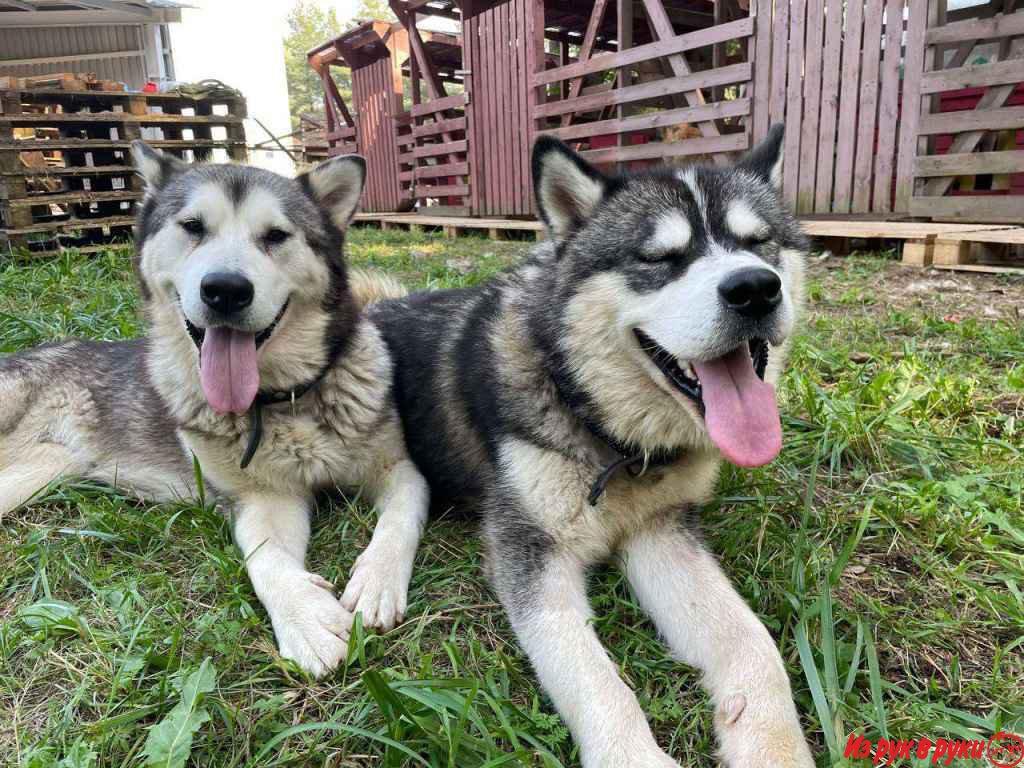 Молодые маламуты в дар , ПОСЛЕДНИЙ ШАНС