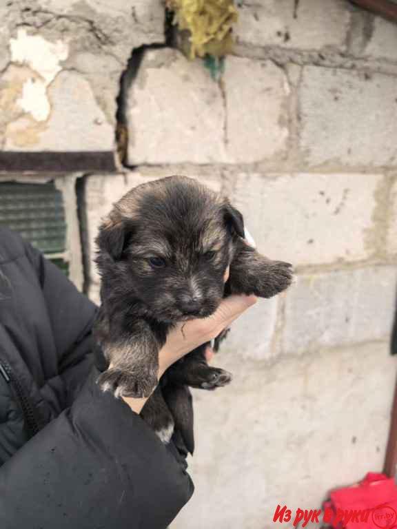 ОТДАЮТСЯ ЩЕНКИ в добрые руки 6 мальчиков, 2 девочки. Щенкам примерно м