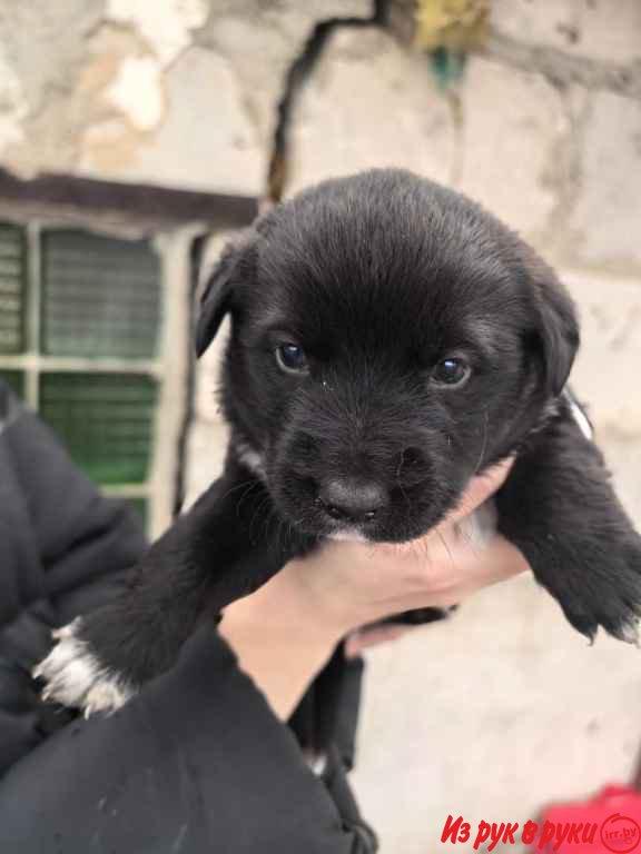 ОТДАЮТСЯ ЩЕНКИ в добрые руки 6 мальчиков, 2 девочки. Щенкам примерно м