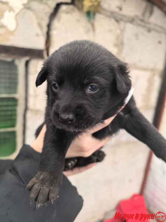 ОТДАЮТСЯ ЩЕНКИ в добрые руки 6 мальчиков, 2 девочки. Щенкам примерно м