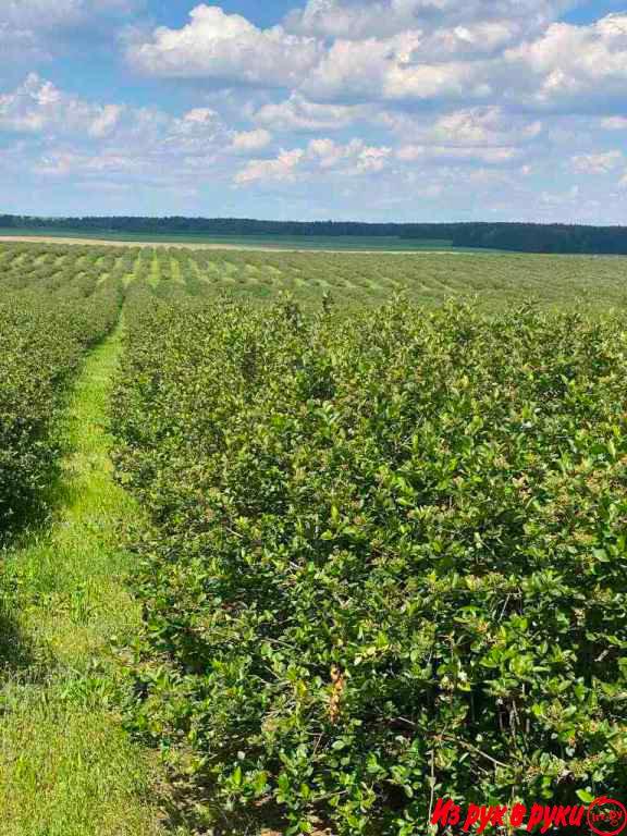 Продается фермерское хозяйство в Брестской области