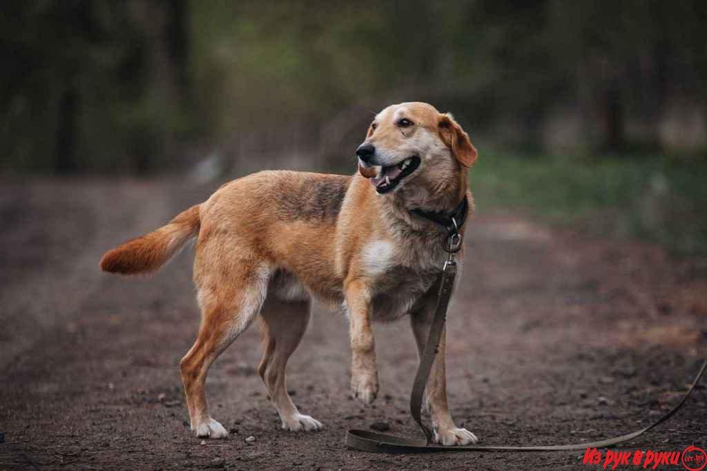 Ищет заботливую семью чудесный мальчик Лорд!
Безумно милый красавчик, 