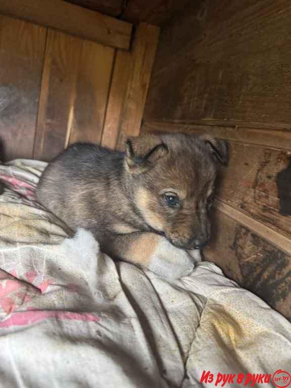 Собака мальчик. 1,5 месяца. Очень нуждается в доме!!
Подбросили на баз