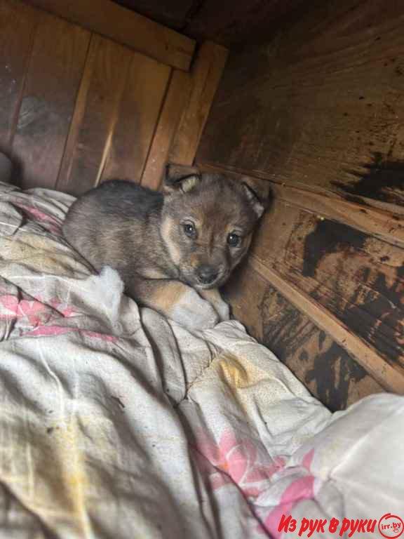 Собака мальчик. 1,5 месяца. Очень нуждается в доме!!
Подбросили на баз