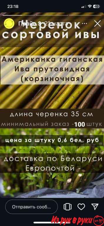 Продаётся высококачественный прут американской и прутовидной ивы. Цена