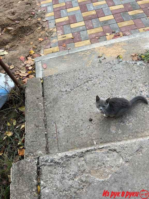 Помогите пристроить котят подкидышей. На улице холодно, они погибнут. 