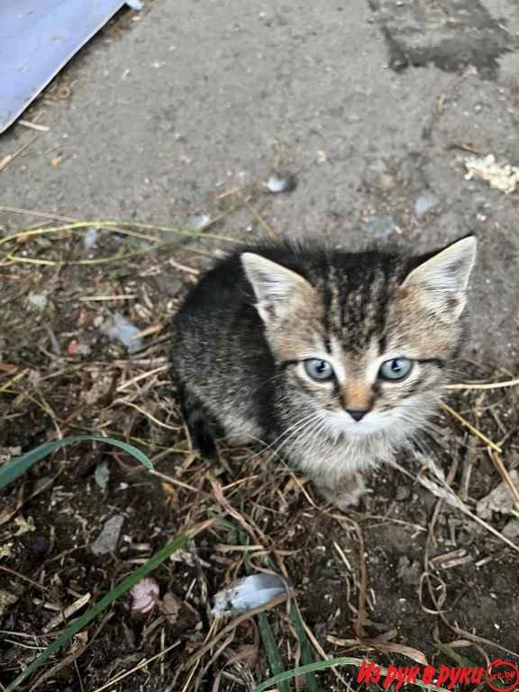 Помогите пристроить котят подкидышей. На улице холодно, они погибнут. 