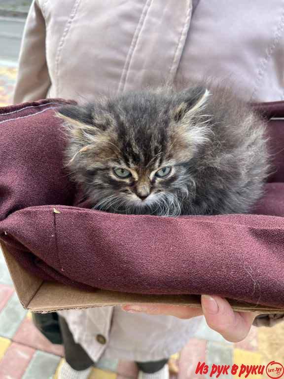 Помогите пристроить котят подкидышей. На улице холодно, они погибнут. 