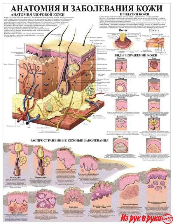 Анатомия. Учебно-информационные плакаты для колледжа и учреждений здра