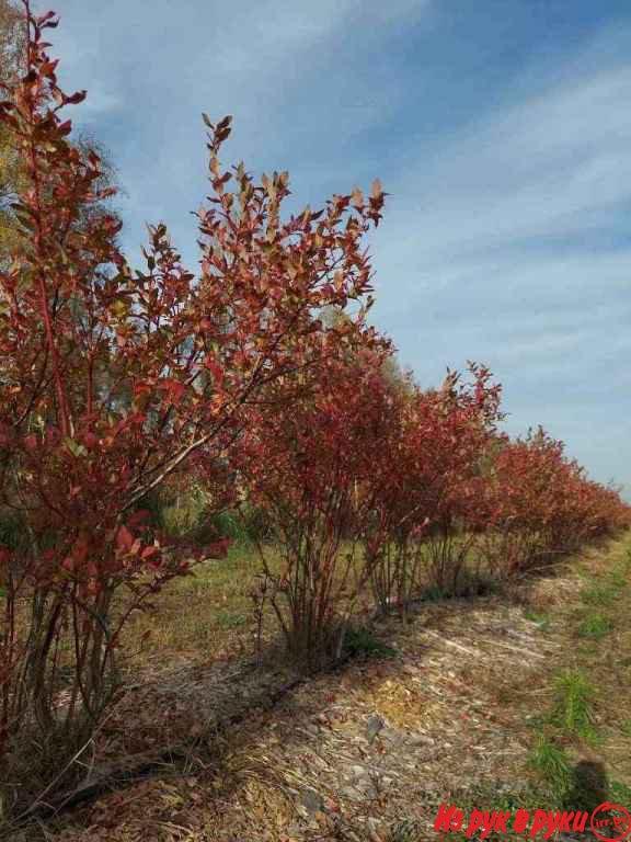 Продам готовый бизнес - плантация голубики в Беларуси