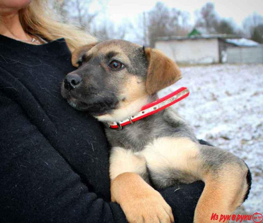 Два скромных малыша, вынесены в картонной коробке на мусорку. 
Рыжий м