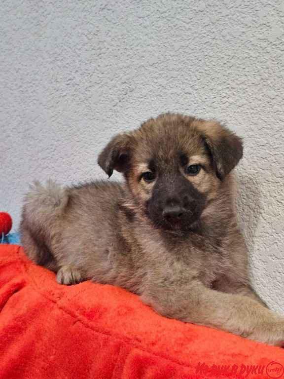 Щенки-мальчики в поисках своих семей!
Возраст 2 мес., привиты паппи дл