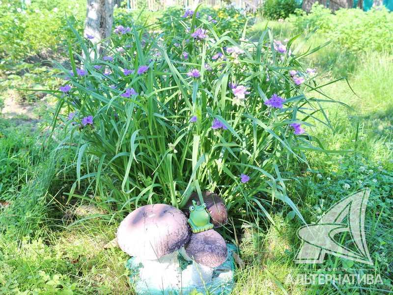 Продажа дачи в Брестском районе, Клейниковское направление